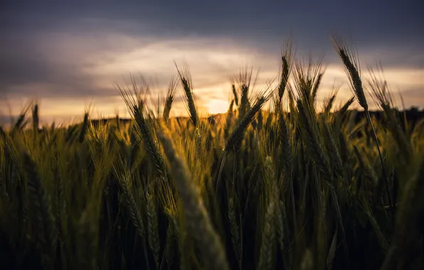 Картинка пшеница, поле, закат, стебли, поле пшеницы, серые облака, початок кукурузы