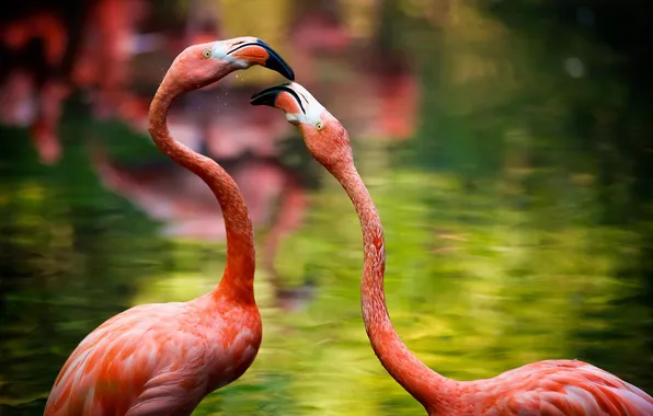 Птицы, природа, фламинго
