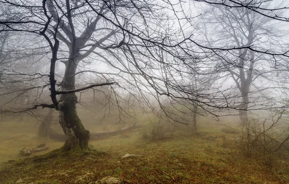 Картинка пейзаж, природа, туман, дерево