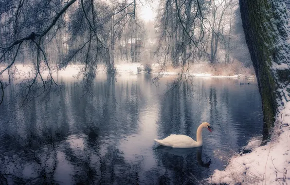 Картинка зима, ветки, озеро, парк, дерево, птица, лебедь