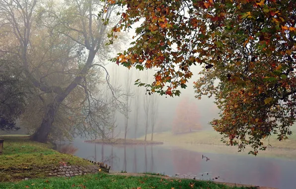 Туман, озеро, утки, Осень, листопад, trees, autumn, leaves