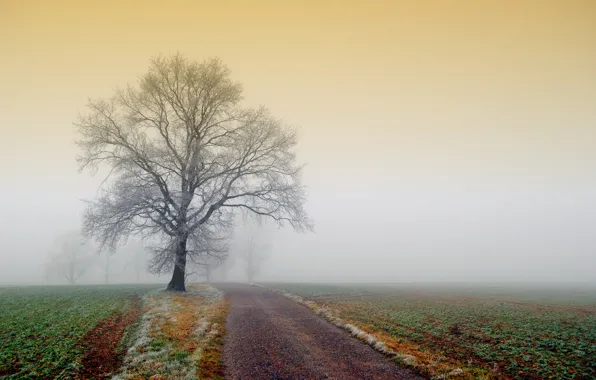 Картинка иней, дорога, поле, природа, туман, дерево