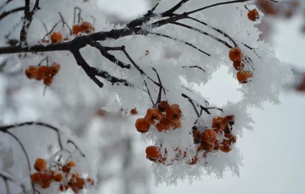 Картинка зима, белый, снег, снежинки, оранжевый, ветки, рябина, рябинка