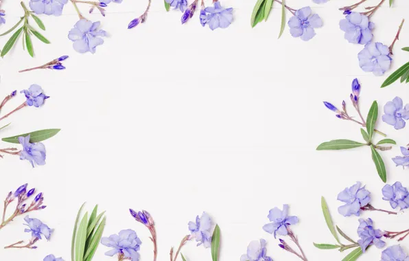 Картинка цветы, фон, рамка, фиолетовые, flowers, violet, frame, floral