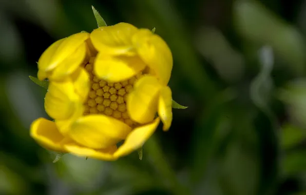 Картинка цветок, макро, желтый, природа