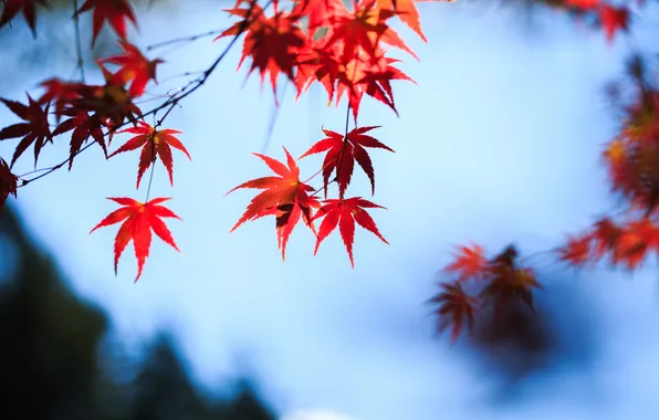 Картинка осень, небо, листья, красные, клен