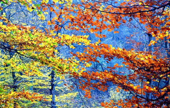 Осень, лес, листья, деревья