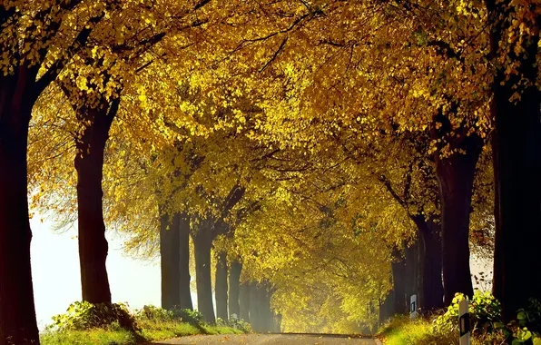 Дорога, осень, трава, деревья, природа, листва, Октябрь