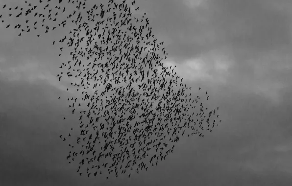 Birds, power line, starlings