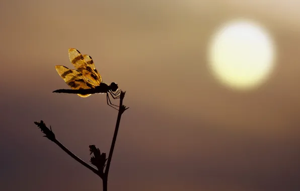 Sunset, silhouette, Dragonfly