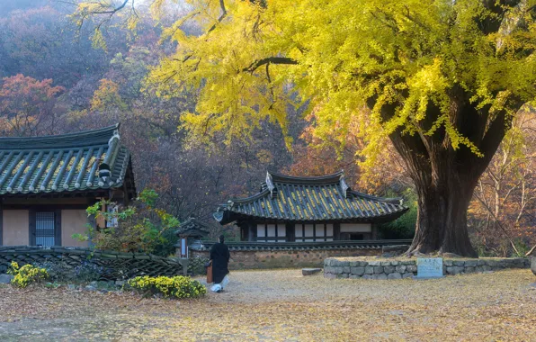 Осень, деревья, пейзаж, природа, женщина, дома, Южная Корея