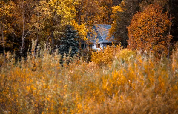 Осень, лес, домик