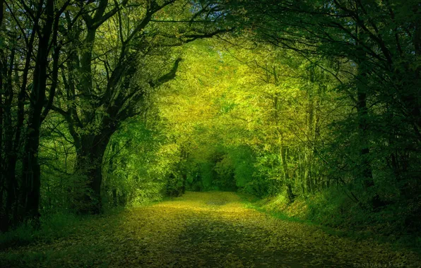 Картинка дорога, лес, листья, деревья, Природа, Zan Foar