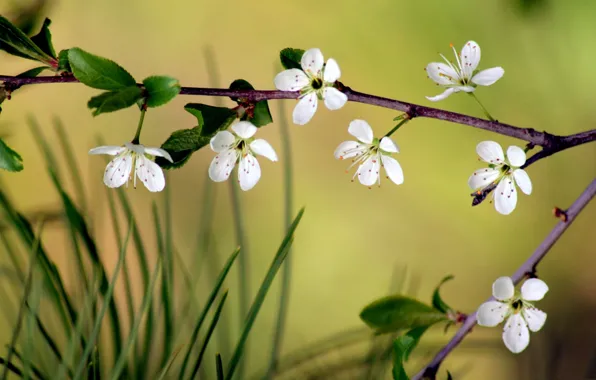 Картинка цветы, ветки, весна, сад