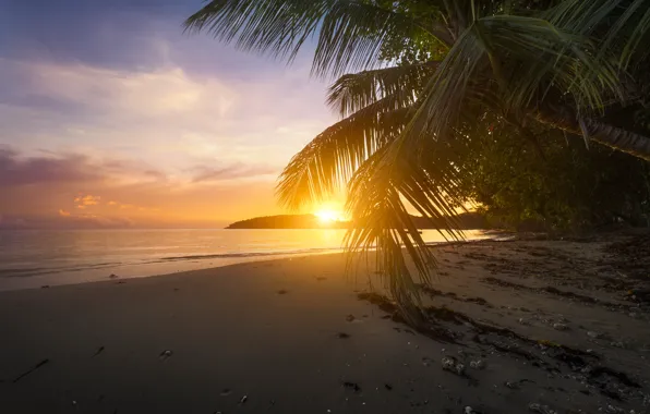 Пляж, закат, пальмы, океан, Индийский океан, Seychelles, Indian Ocean, Сейшельские Острова