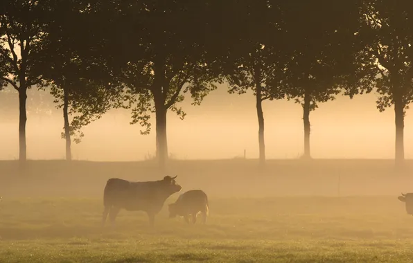 Поле, пейзаж, туман, утро, коровы