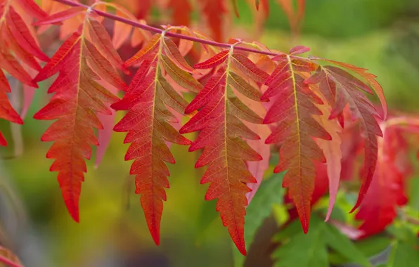 Картинка осень, листья, макро, цвет, ветка