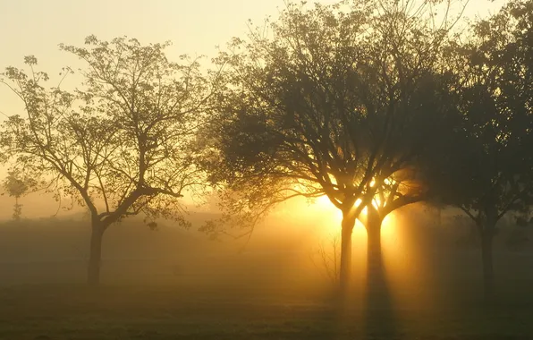 Свет, деревья, пейзаж, закат