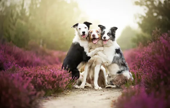 Картинка собаки, друзья, border collies