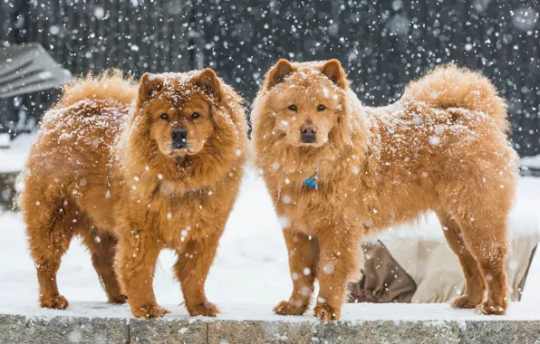 Зима, собаки, снег, парочка, Чау-чау