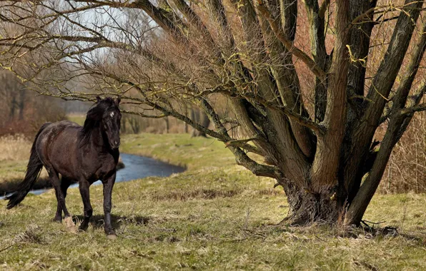 Картинка лето, природа, дерево, конь