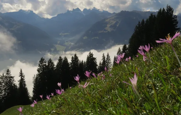 Картинка поле, небо, трава, цветы, горы, природа, grass, Nature