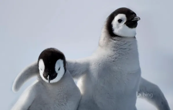 Птица, дружба, пингвин, антарктика