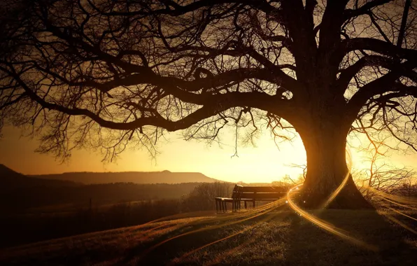 Солнце, восход, дерево