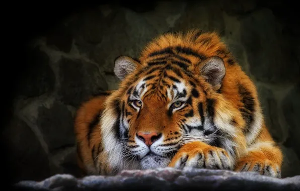 Картинка взгляд, полоски, тигр, дикая кошка