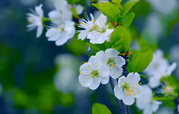 White, flower, spring, twig