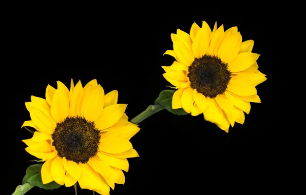 Картинка flowers, plants, sunflowers, blooming