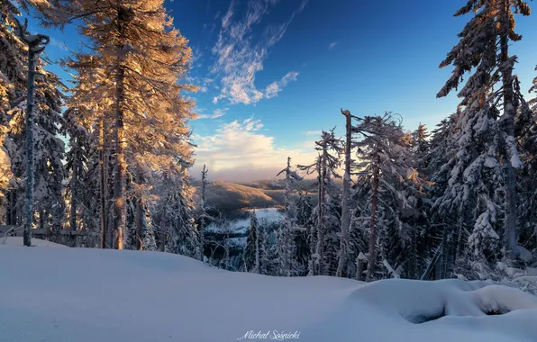 Картинка зима, лес, снег, природа, ели, Michał Sośnicki