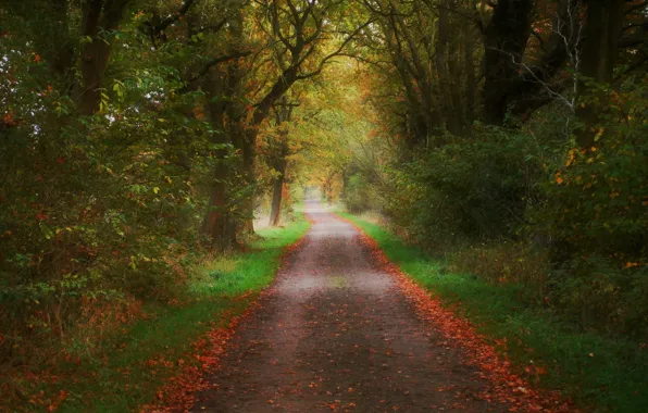 Картинка осень, листья, деревья, природа, colors, дорожка, Nature, листопад