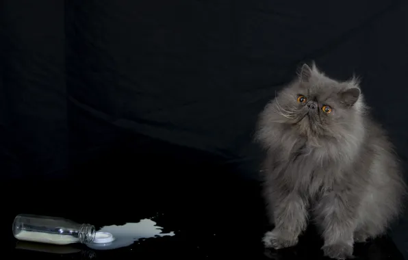 Кот, бутылка, пушистый, молоко, персидская кошка