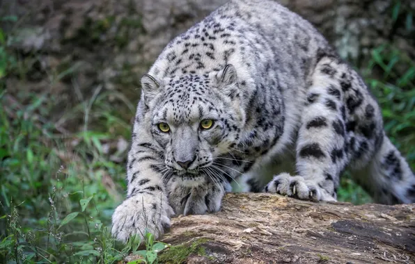 Snow, animal, big cat, SNOW LEOPARD