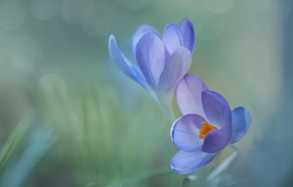 Цветы, размытие, весна, лепестки, крокусы, нежные, дуэт, сиреневые
