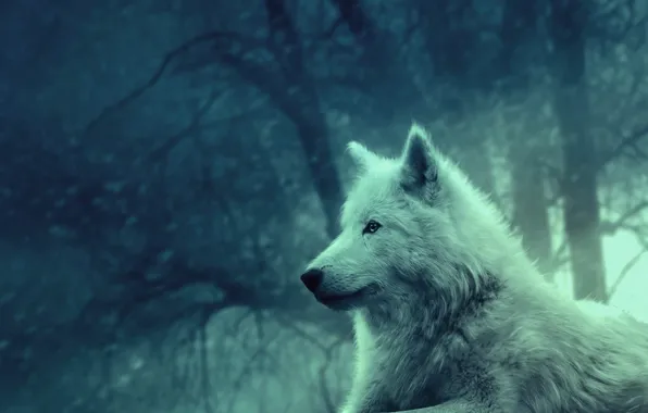Картинка light, forest, peace, dog, calm, animal, wild, white wolf wallpaper