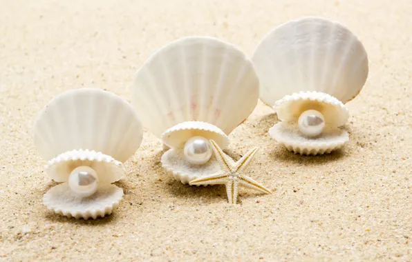 Ракушка, жемчуг, морская звезда, sunshine, beach, sea, sand, seashell