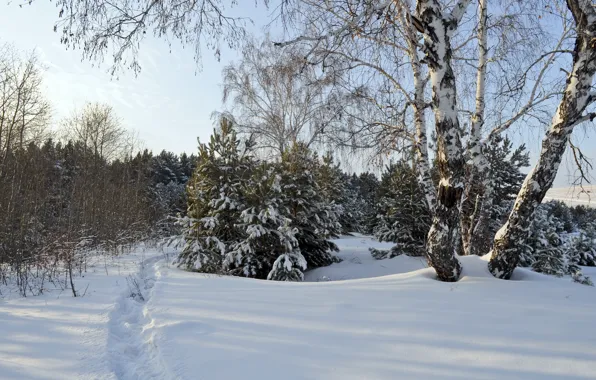 Зима, снег, деревья, мороз, Nature, trees, winter, snow