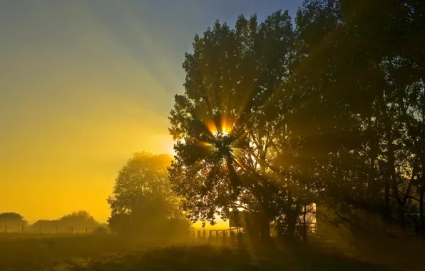Солнце, ночь, восход, дерево