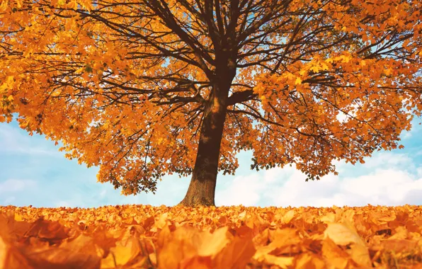 Осень, листья, дерево, багрянец