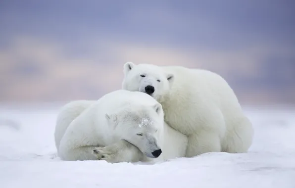 Картинка зима, животные, снег, природа, хищники, пара, белые медведи