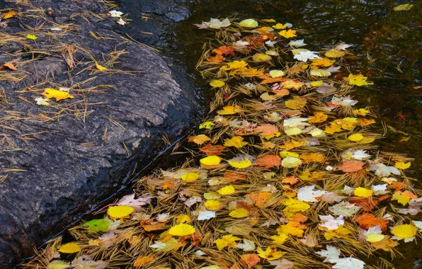 Картинка осень, листья, вода, ручей, камень, хвоя