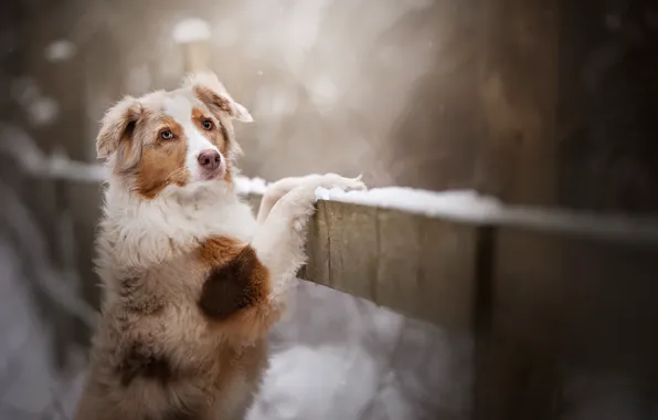 Взгляд, снег, собака, боке, Австралийская овчарка, Аусси