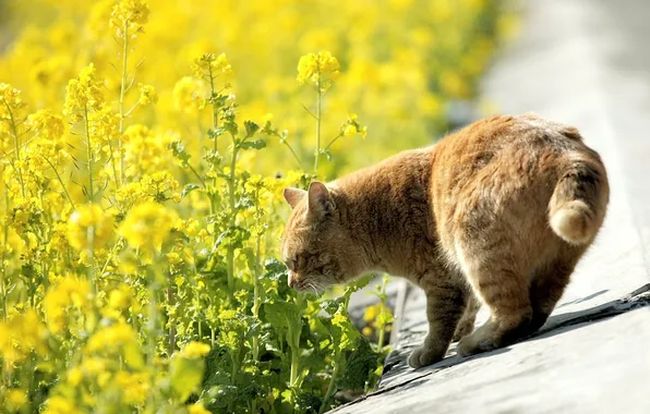 Картинка дорога, кошка, кот, цветы, природа, желтые, рыжий, обочина