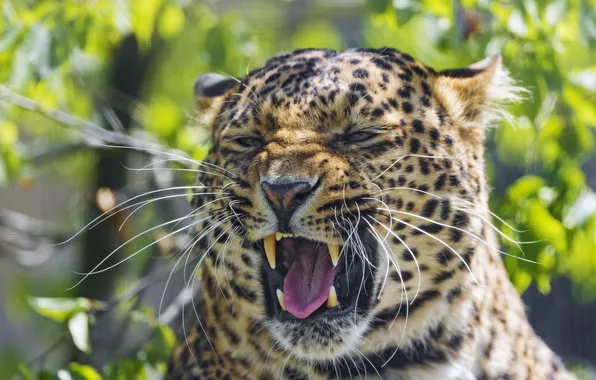 Кошка, морда, пасть, леопард, ©Tambako The Jaguar