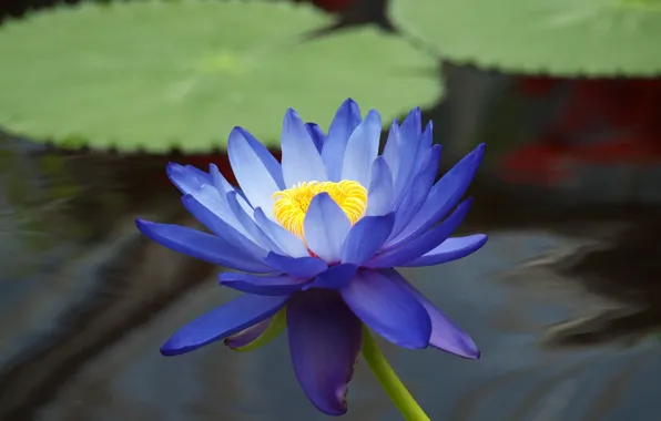 Цветок, листья, вода, пруд, голубой, лотос, кувшинка, водяная лилия