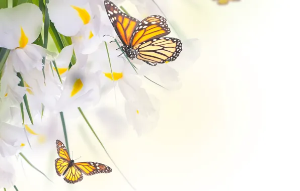 Картинка бабочки, цветы, листики, белые ирисы