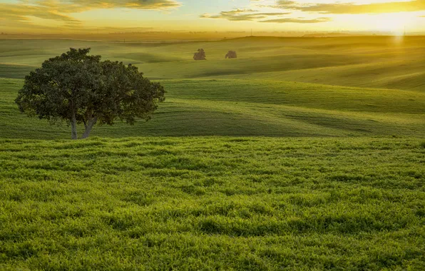 Green, grass, field, sunset, tree