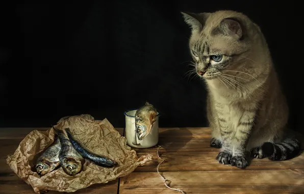 Картинка кошка, взгляд, рыба